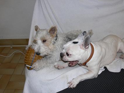 Mailly et Nestor