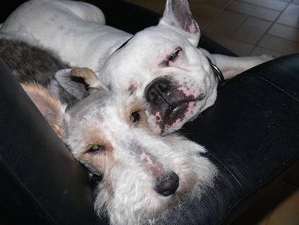 Mailly et Nestor