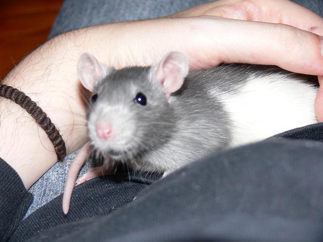 Missy