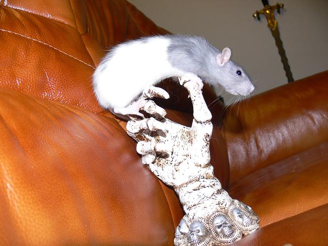Missy